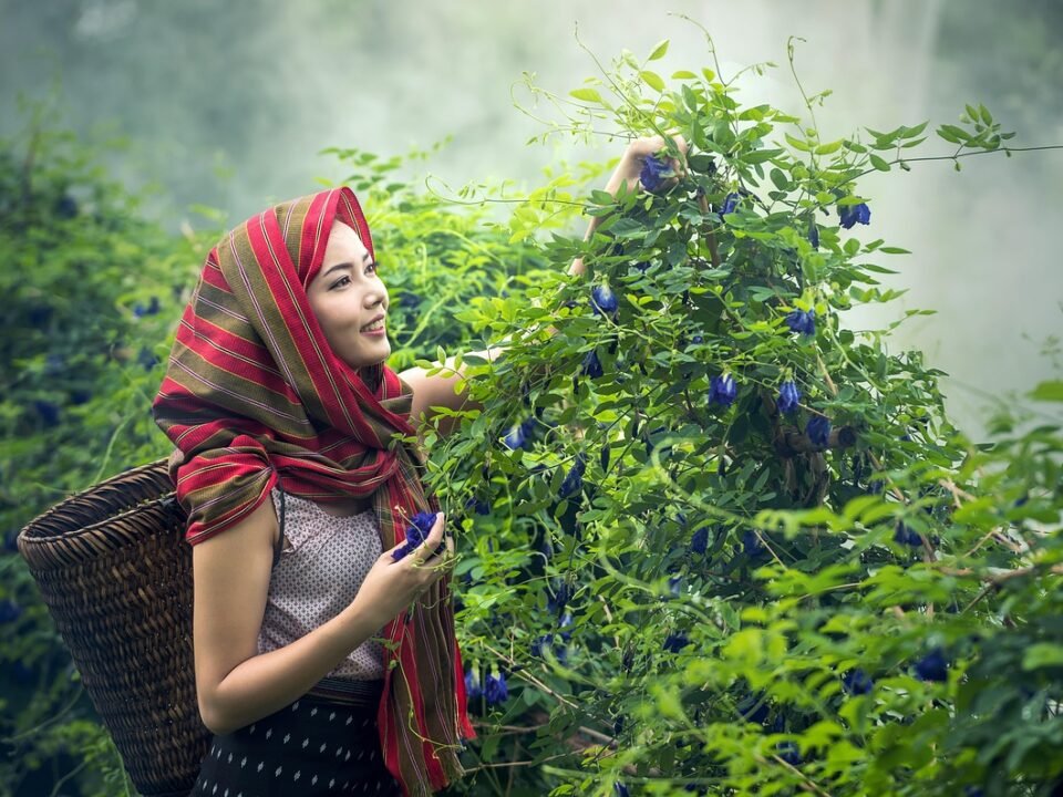 agriculture, cambodia, culture, farmer, woman, girl, herbs, indonesian, myanmar, burma, nature, outdoor, people, countryside, vietnamese, young, harvest, green nature, green culture, green farmer, green natural, agriculture, agriculture, farmer, farmer, farmer, farmer, farmer, herbs, herbs